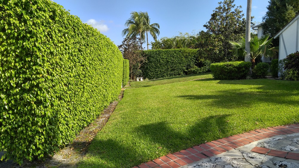 Lawn Care Lawn Maintenance Coral Springs