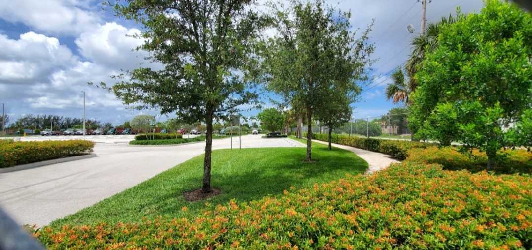 thriving lawn after Lawn Fertilization in West Palm Beach