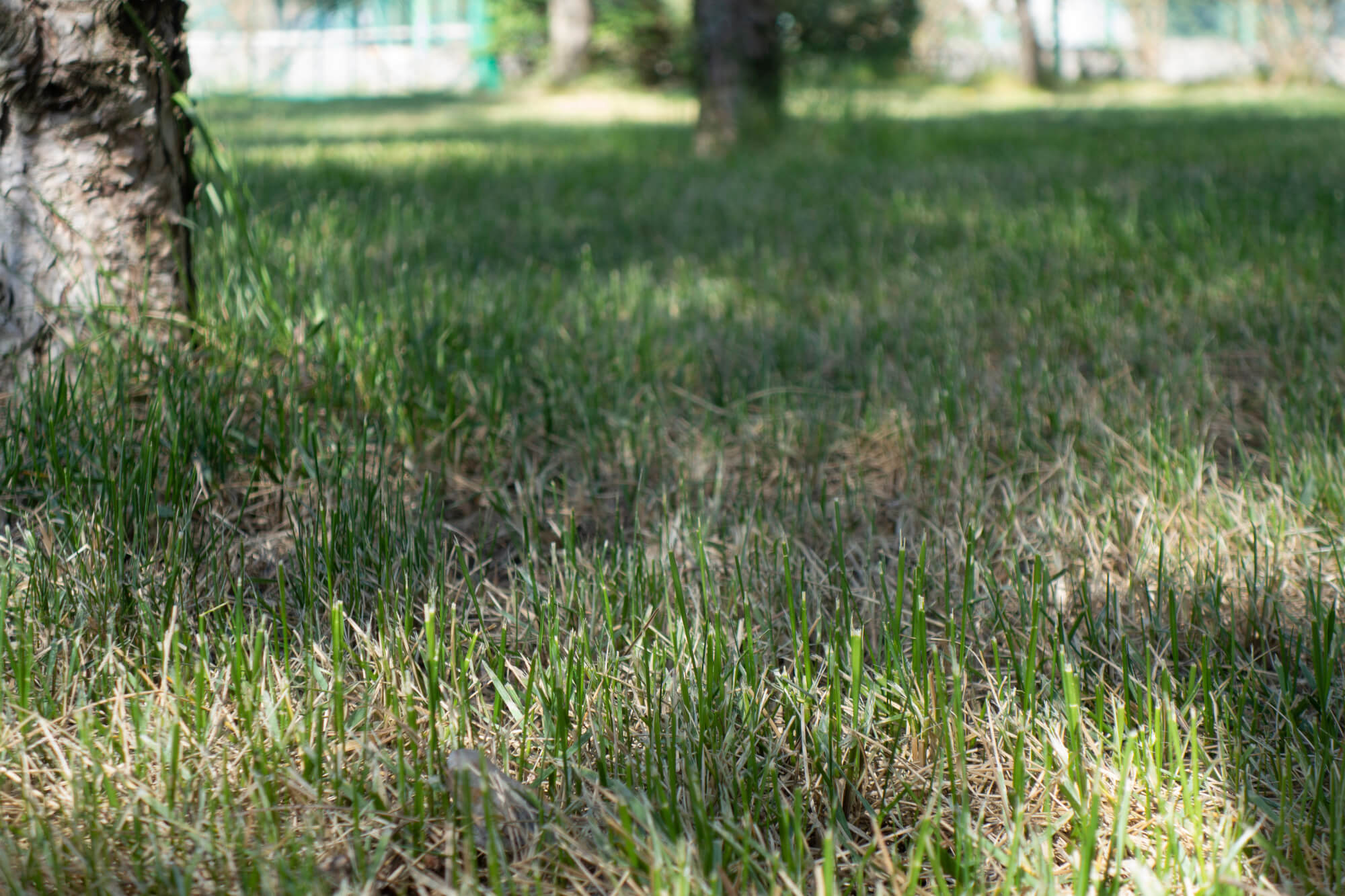 avoid lawn care mistakes by following our florida lawn maintenance tips