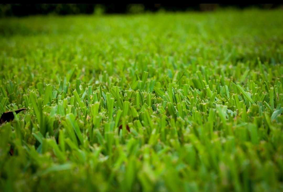 healthy lawn after hiring Landscaping Companies in West Palm Beach