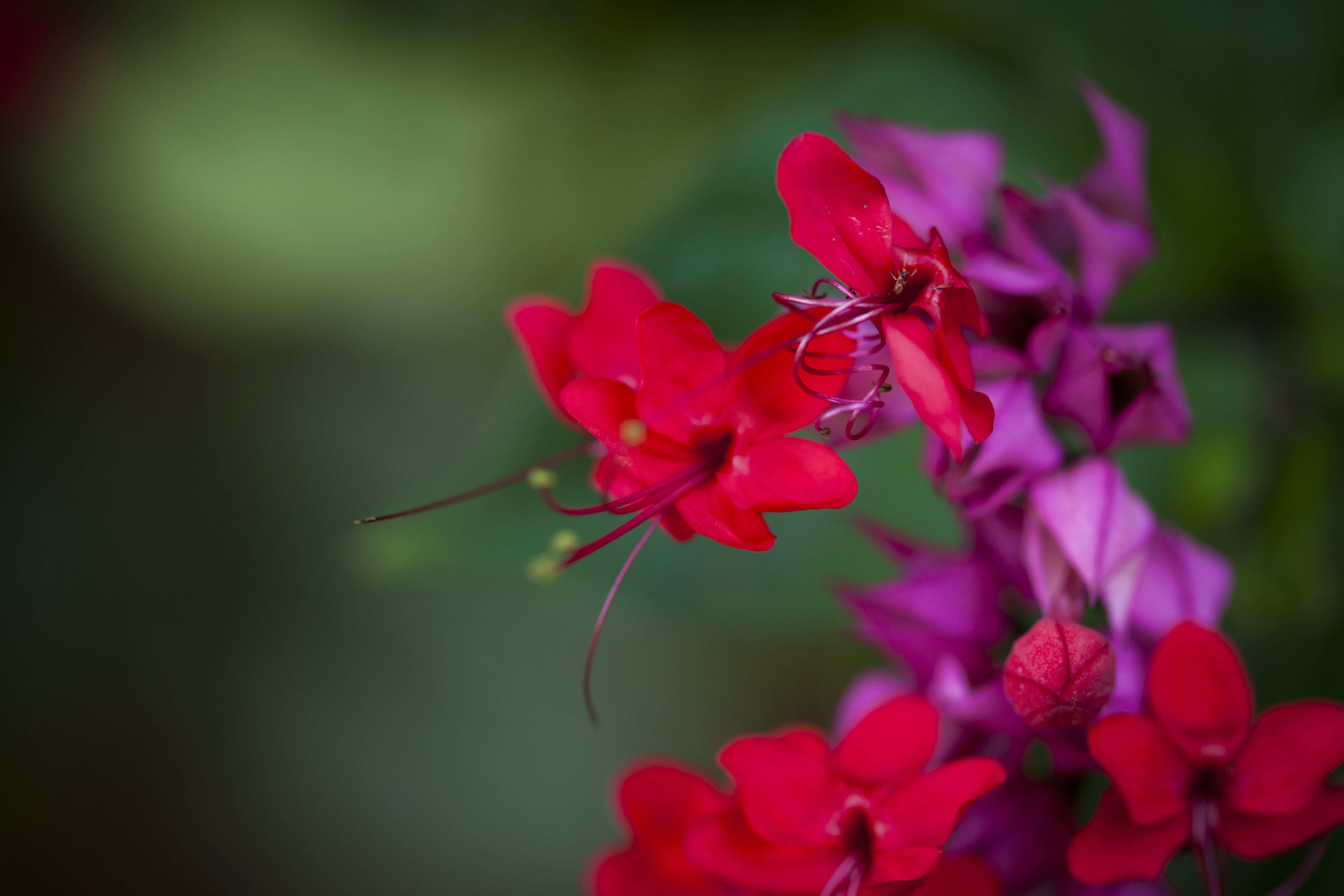 red flowers bloom because of commercial landscape maintenance west palm beach 