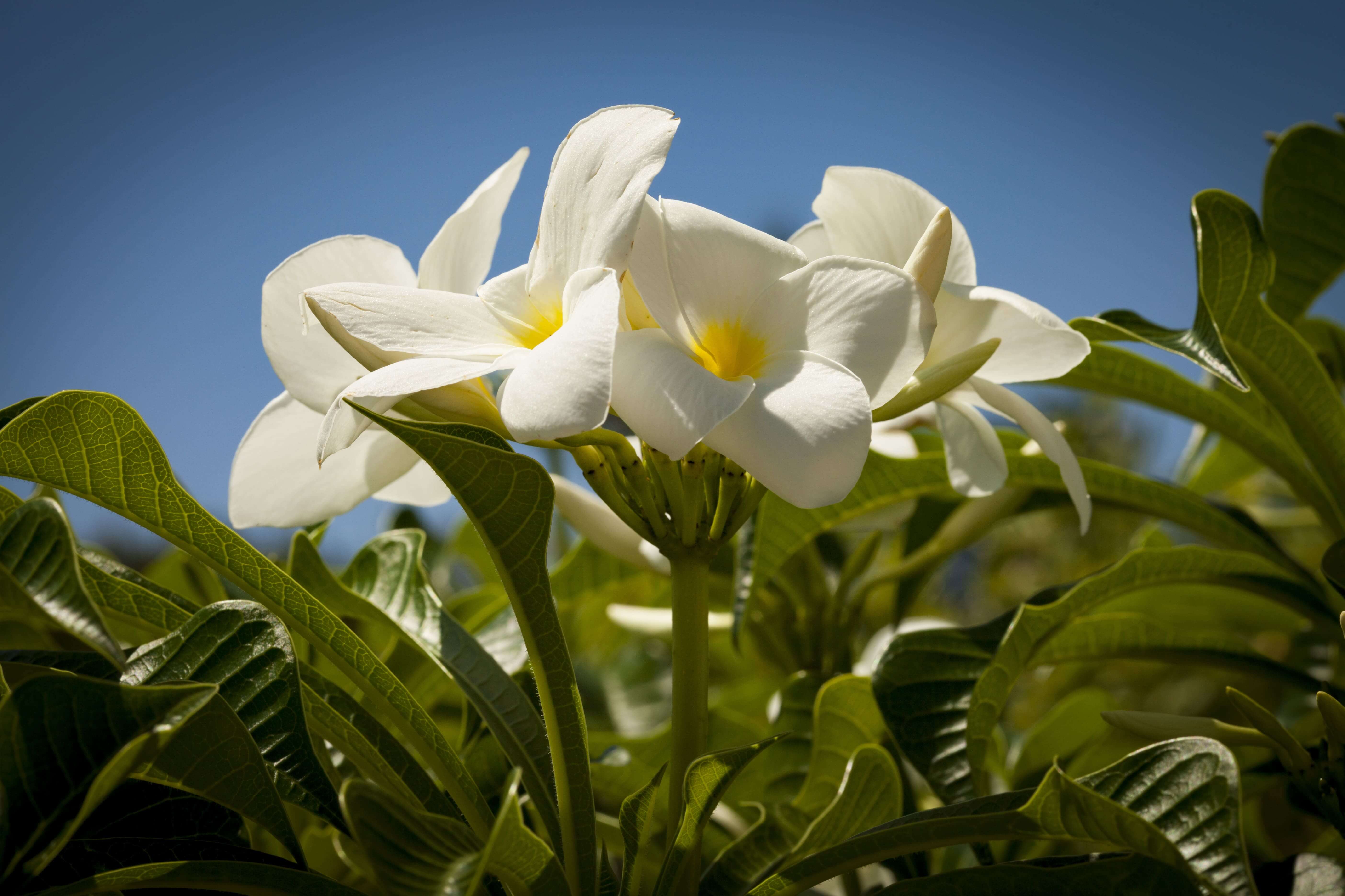 white flowers thriving because of commercial landscape maintenance in west palm beach 