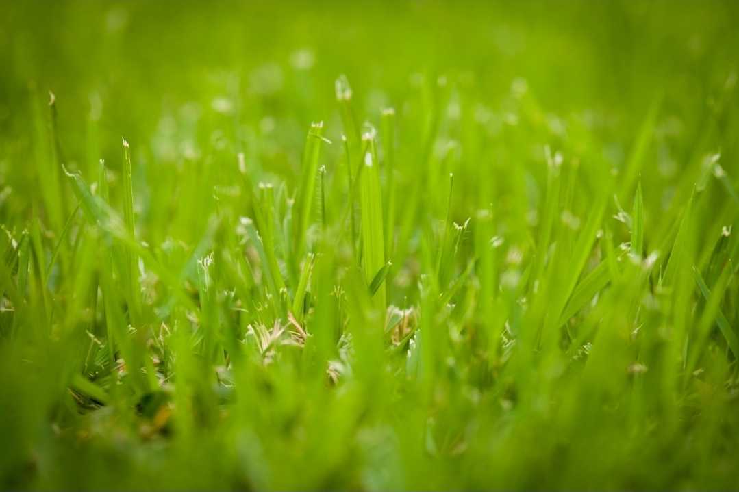 healthy grass after Lawn Maintenance in West Palm Beach