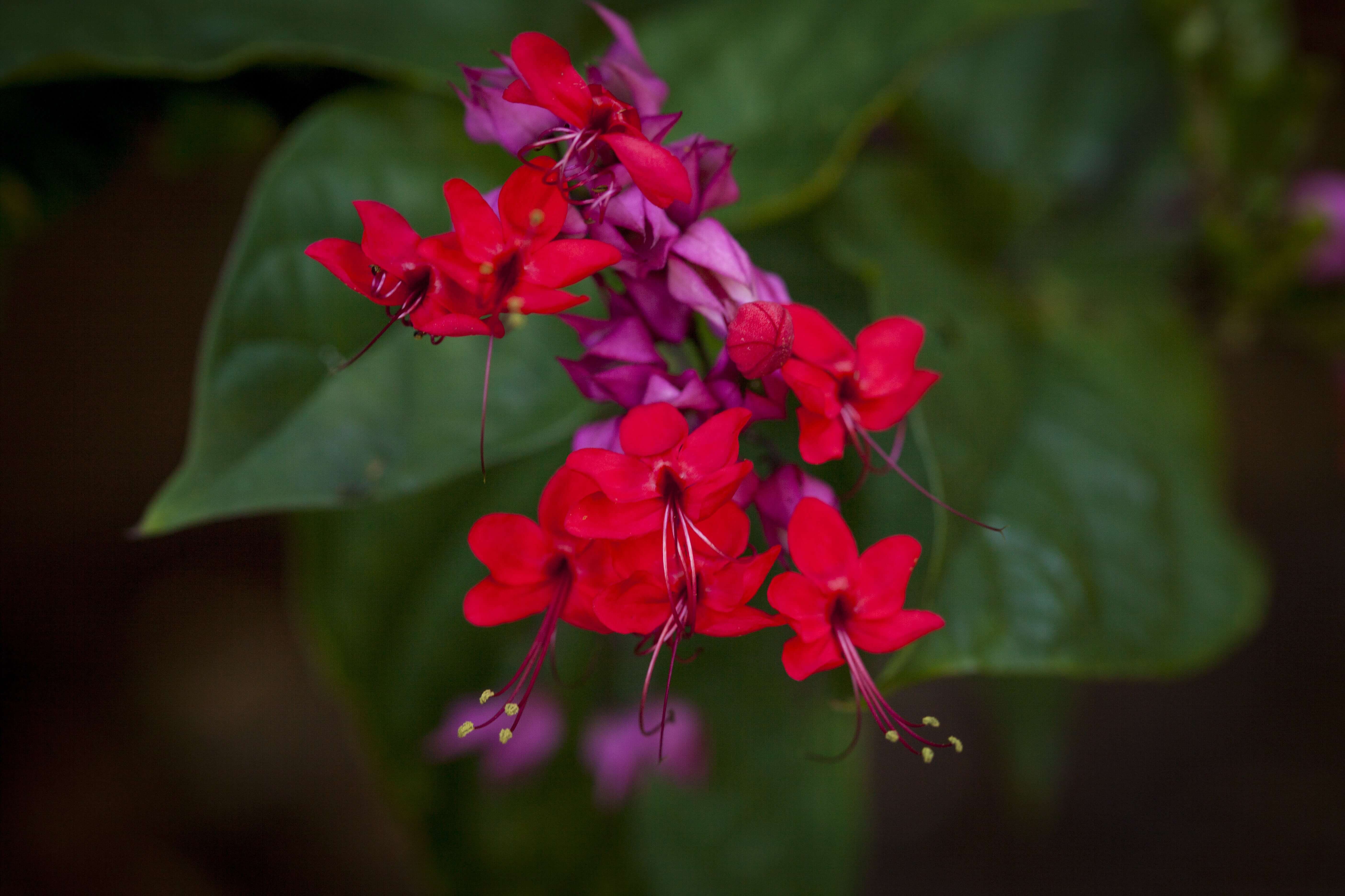 flowers in a well maintained Landscape in West Palm Beach