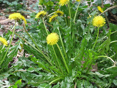 Lawn Fertilization Dandelion Weeds