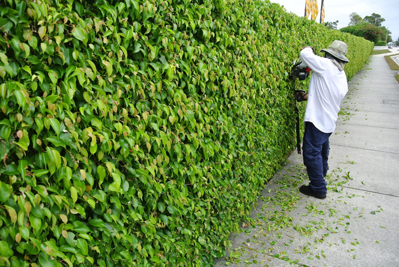 Landscape Maintenance Lantana Tree Trimming