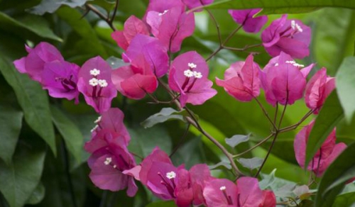 buy bougainvillea flower bushes