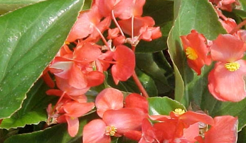 buy dragonwing begonia flower bushes