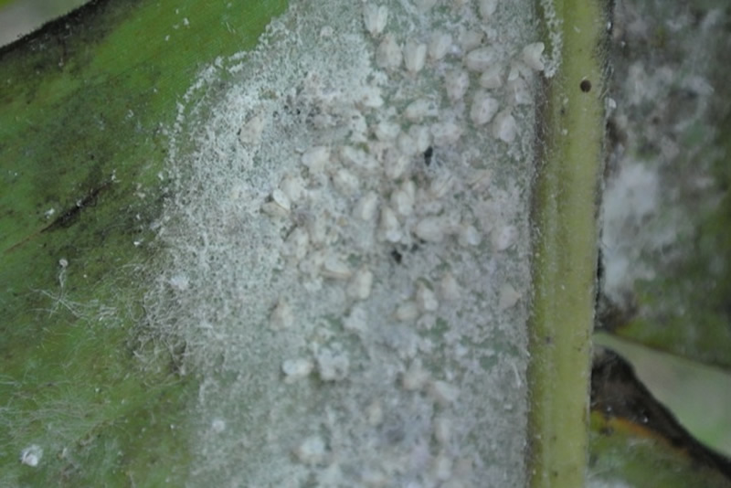 white fly infestations west palm beach